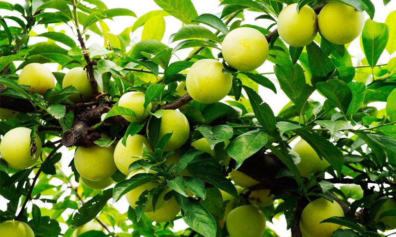 爱游戏官方入口案例展示二